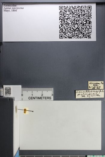 Media type: image;   Entomology 557137